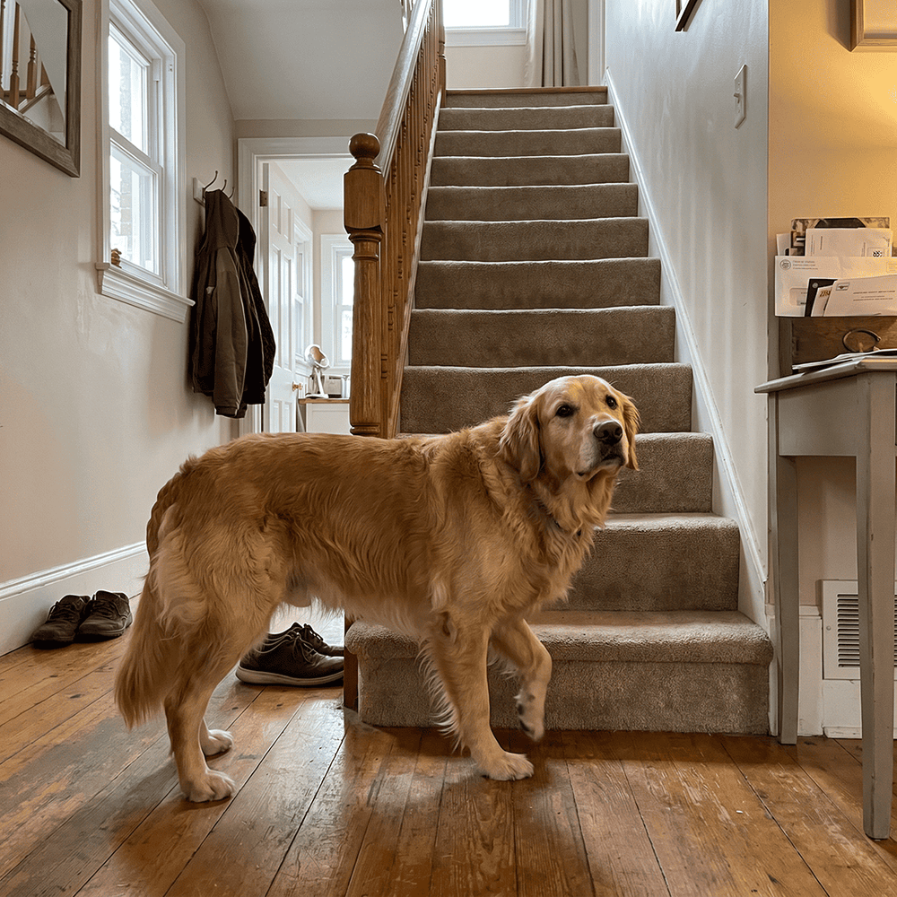Dog relaxing while wearing PawBack