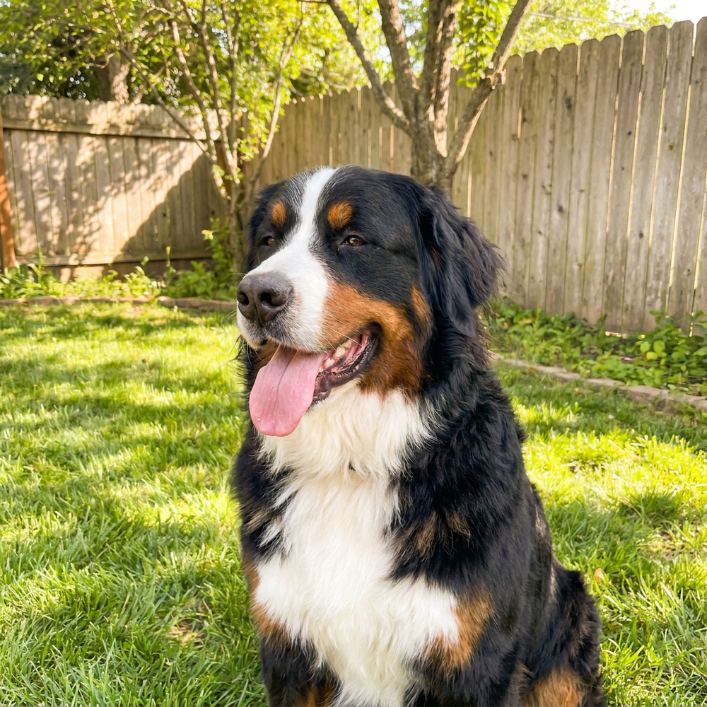 Sarah, Bernese Mountain Dog Owner
