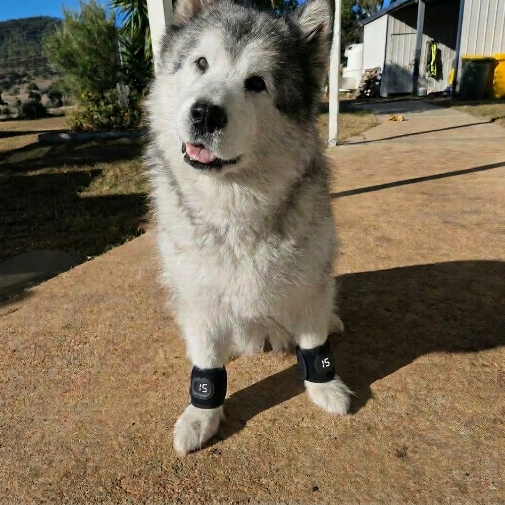 Ellie , Malamute Owner