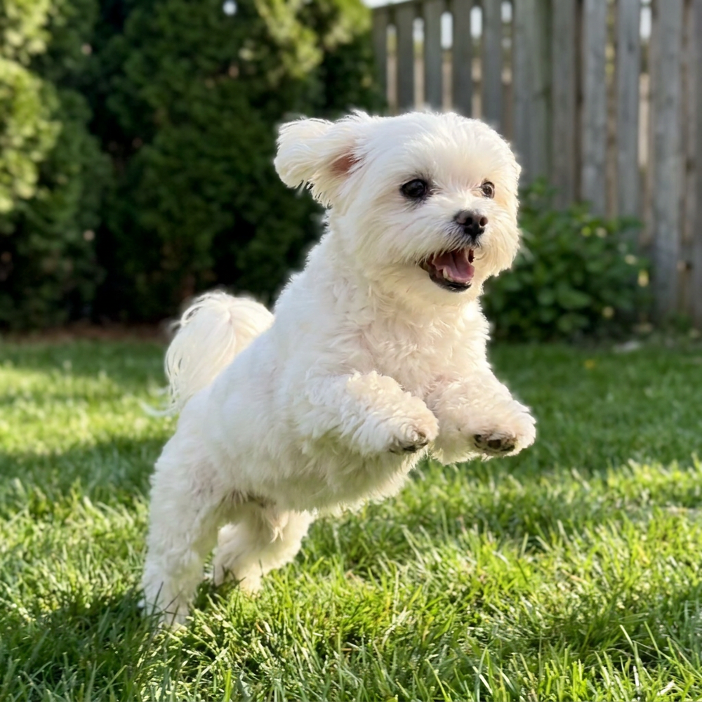Anne, Maltese Owner